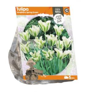 Baltus Tulipa Viridiflora Spring Green tulpen bloembollen per 5 stuks